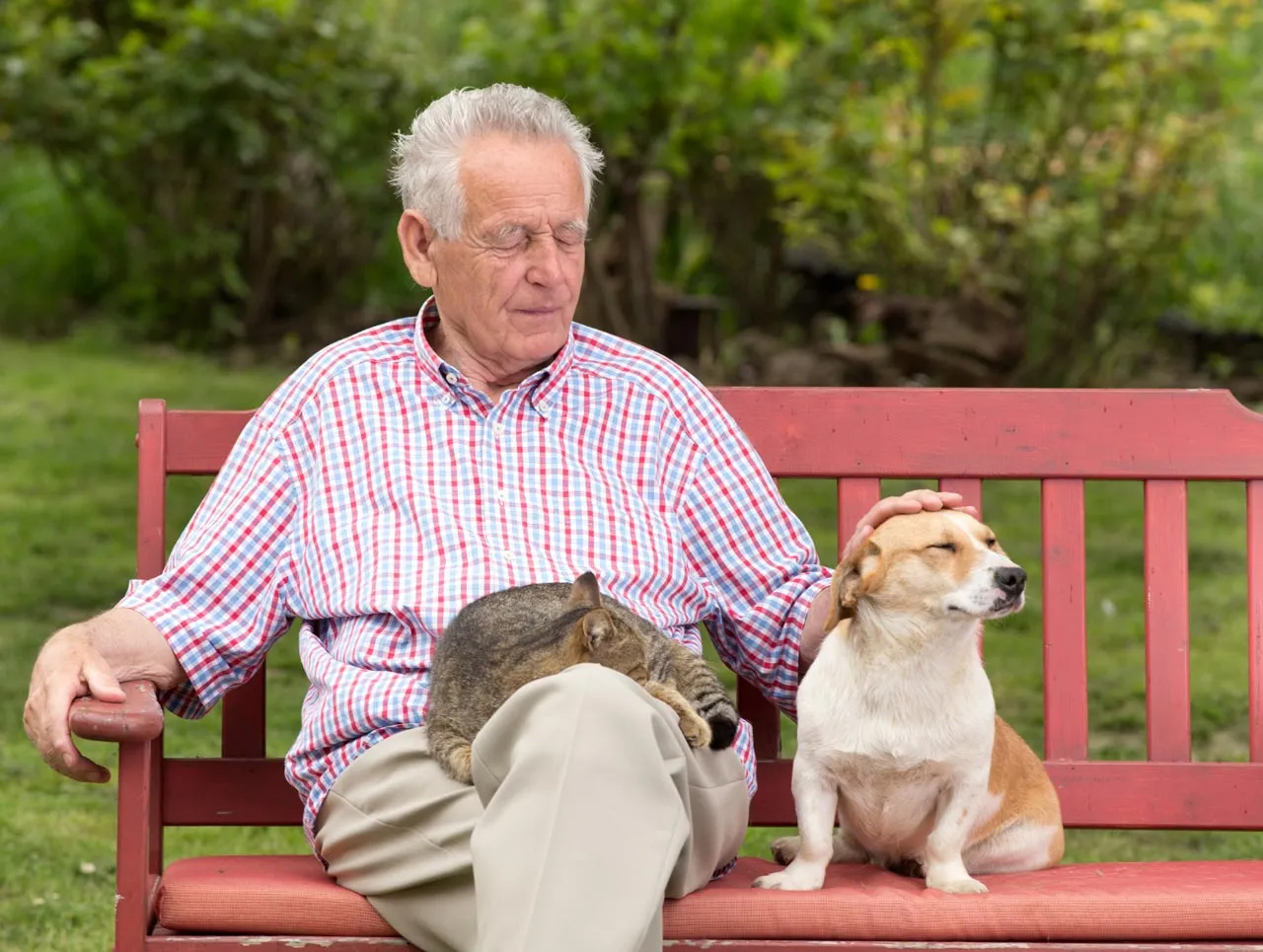 Setting up a pet trust