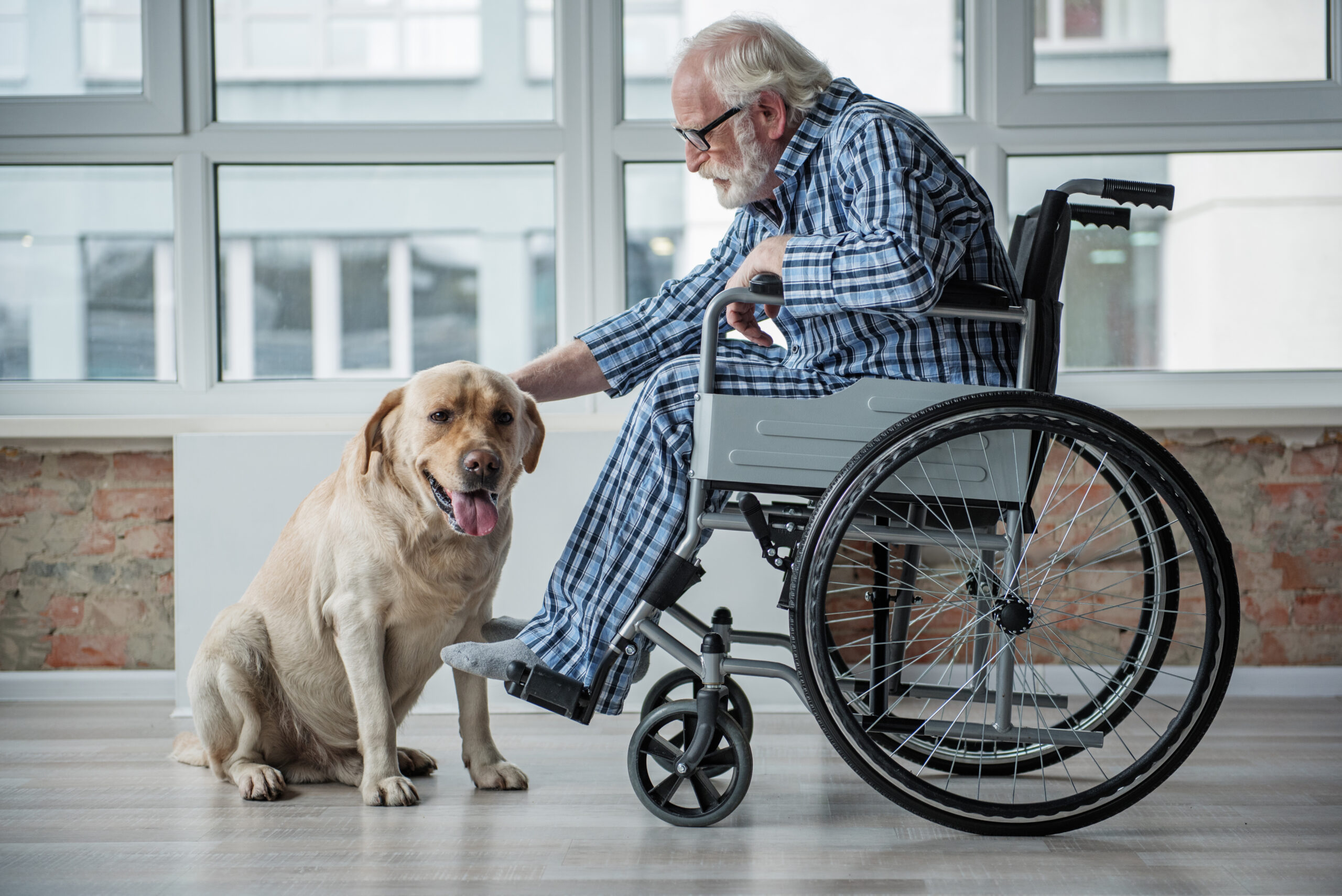 Seniors and Pet Trusts